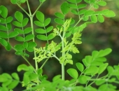 Kỹ thuật trồng và chăm sóc cây chùm ngây - Vườn cây cảnh Đà Nẵng