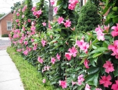 Kỹ thuật trồng cây hoa Hồng Anh leo cho tường nhà rực rỡ sắc hoa