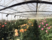 Quy trình trồng hoa hồng Dalat Hasfarm theo công nghệ hiện đại