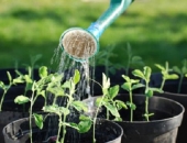 Kỹ thuật trồng rau sạch trong chậu xốp đơn giản tại nhà - Vườn ươm Đà Nẵng
