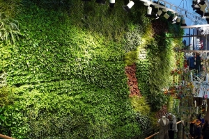 Vườn trên tường tại Đà Nẵng