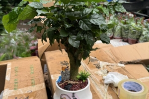Cây Hạnh Phúc