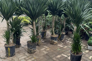 Cây Phát Tài Núi