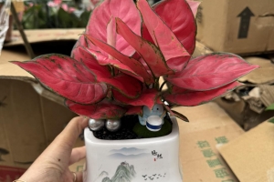 Cây Hồng Phát Lộc